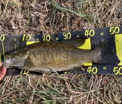 スモールマウスバスの釣果