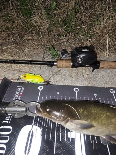 ナマズの釣果