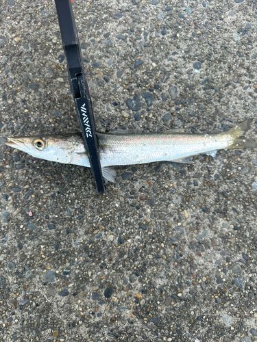 カマスの釣果