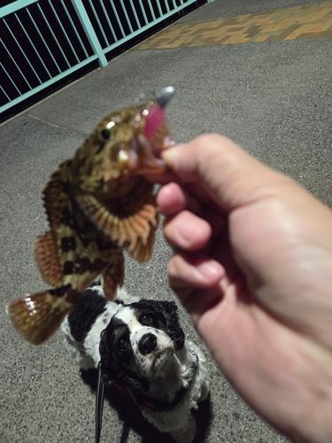 アラカブの釣果