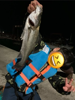 フッコ（タイリクスズキ）の釣果