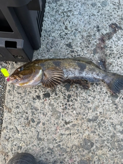 アイナメの釣果