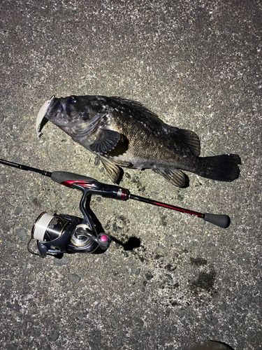 クロソイの釣果