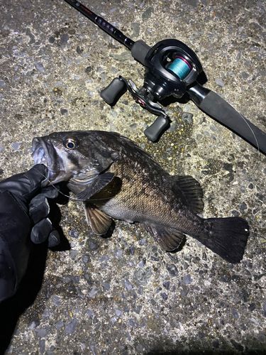 クロソイの釣果