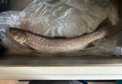 アメマスの釣果