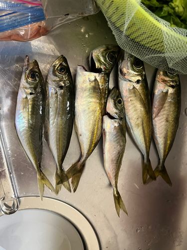 アジの釣果