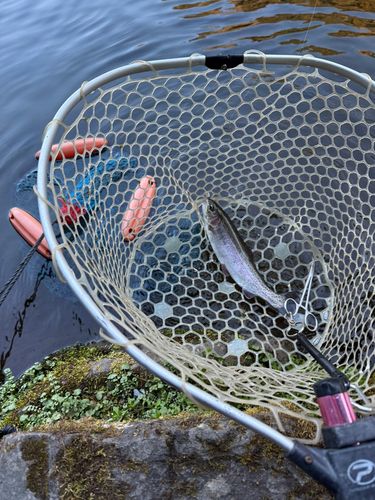 ニジマスの釣果