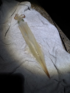 ヤリイカの釣果