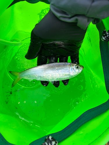 コハダの釣果