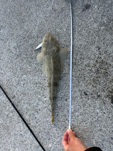 ミナミマゴチの釣果