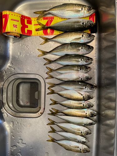 アジの釣果