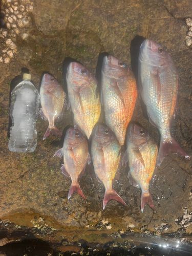 タイの釣果
