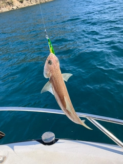 エソの釣果