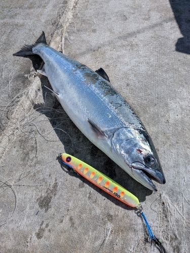 サクラマスの釣果