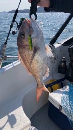 タイの釣果