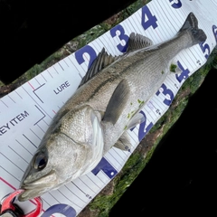 フッコ（マルスズキ）の釣果