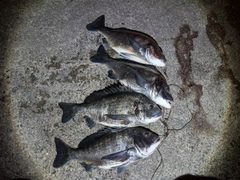 クロダイの釣果