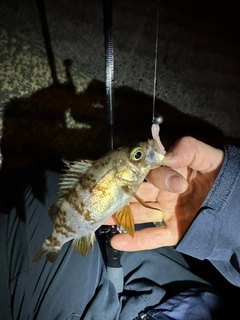 シロメバルの釣果