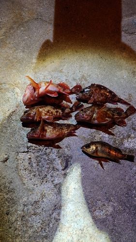 釣果