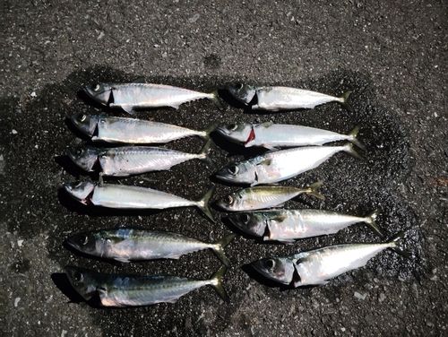 サバの釣果