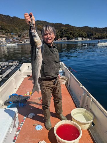 ボラの釣果