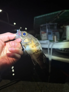 シロメバルの釣果