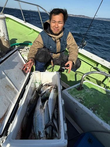 サワラの釣果