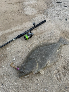 ヒラメの釣果
