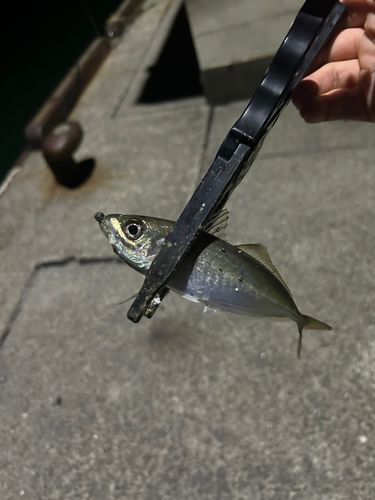マアジの釣果