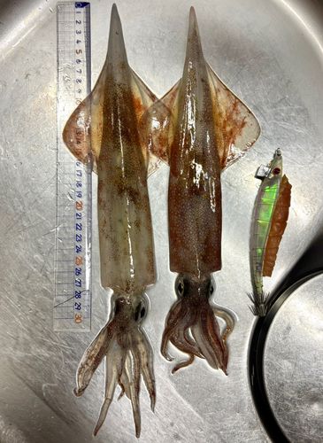 釣果