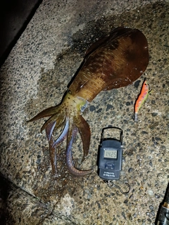 アオリイカの釣果