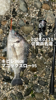 キビレの釣果
