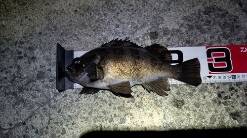 メバルの釣果