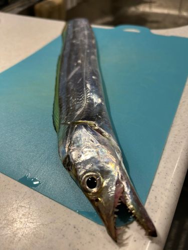 タチウオの釣果
