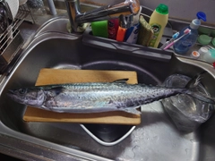 サワラの釣果