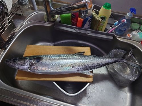 サワラの釣果