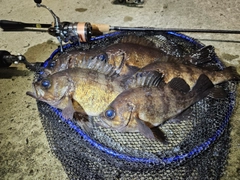 メバルの釣果