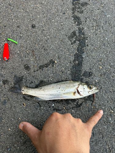 セイゴ（ヒラスズキ）の釣果