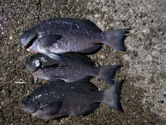 メジナの釣果