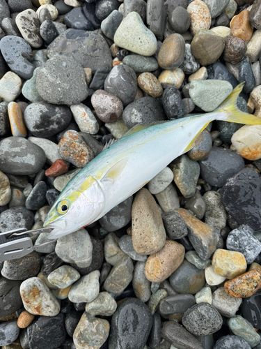ワカシの釣果