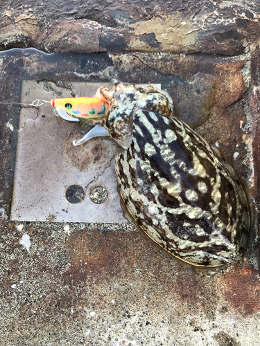 モンゴウイカの釣果