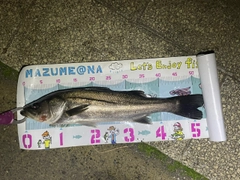 シーバスの釣果