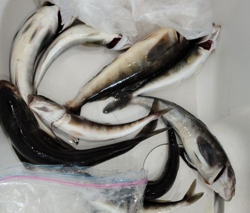 ホッケの釣果