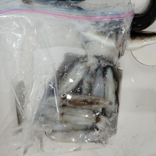 マメイカの釣果