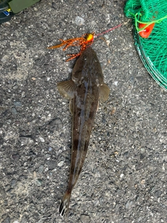 マゴチの釣果