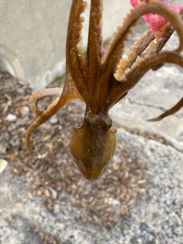 イイダコの釣果