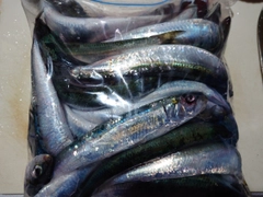 マイワシの釣果