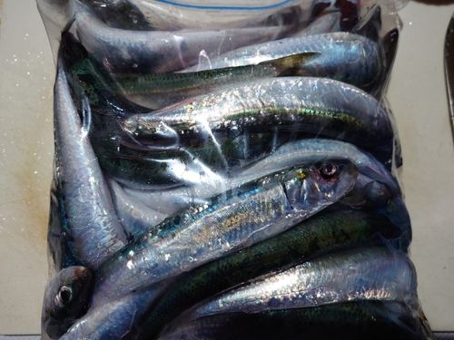 マイワシの釣果