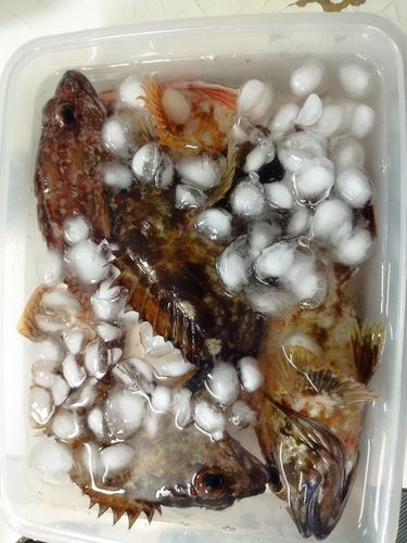 カサゴの釣果