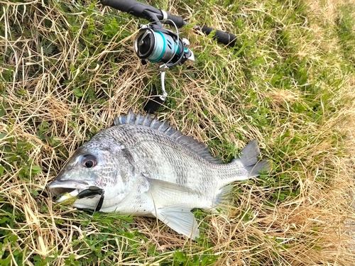 キビレの釣果